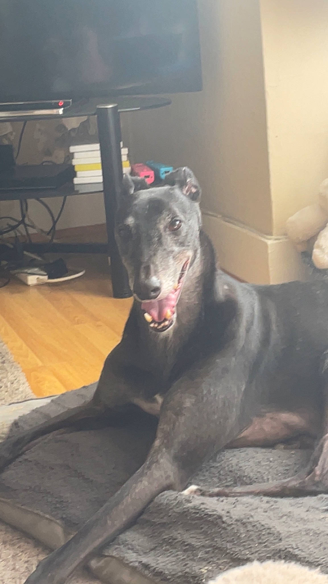 Prince is registered to the contest to win money with this photo: art, canidae, carnivore, companion_dog, dog, dog_breed, fang, fawn, felidae, flooring, foot, fur, grey, jaw, sporting_group, tail, television, terrestrial_animal, whiskers, working_animal