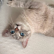 Chipie participe au concours pour gagner de l'argent avec cette photo : cat, blue_eyes, upside_down, paw, fur, whiskers, cute, pet, animal, indoor, stretching, soft_surface, relaxed, close_up, tabby, light_colored, domestic_cat, feline, portrait, lying_down