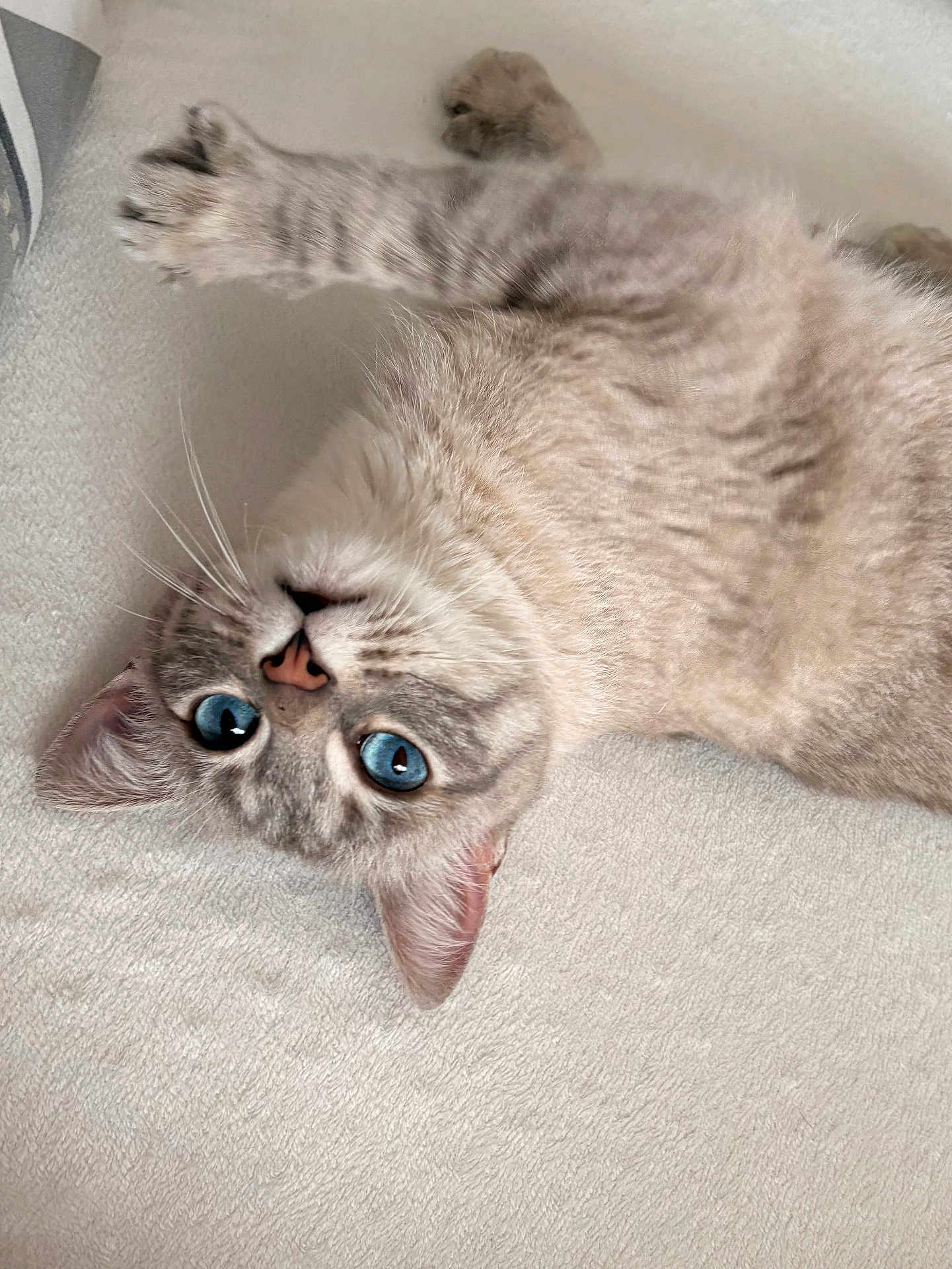Chipie participe au concours pour gagner de l'argent avec cette photo : cat, blue_eyes, upside_down, paw, fur, whiskers, cute, pet, animal, indoor, stretching, soft_surface, relaxed, close_up, tabby, light_colored, domestic_cat, feline, portrait, lying_down