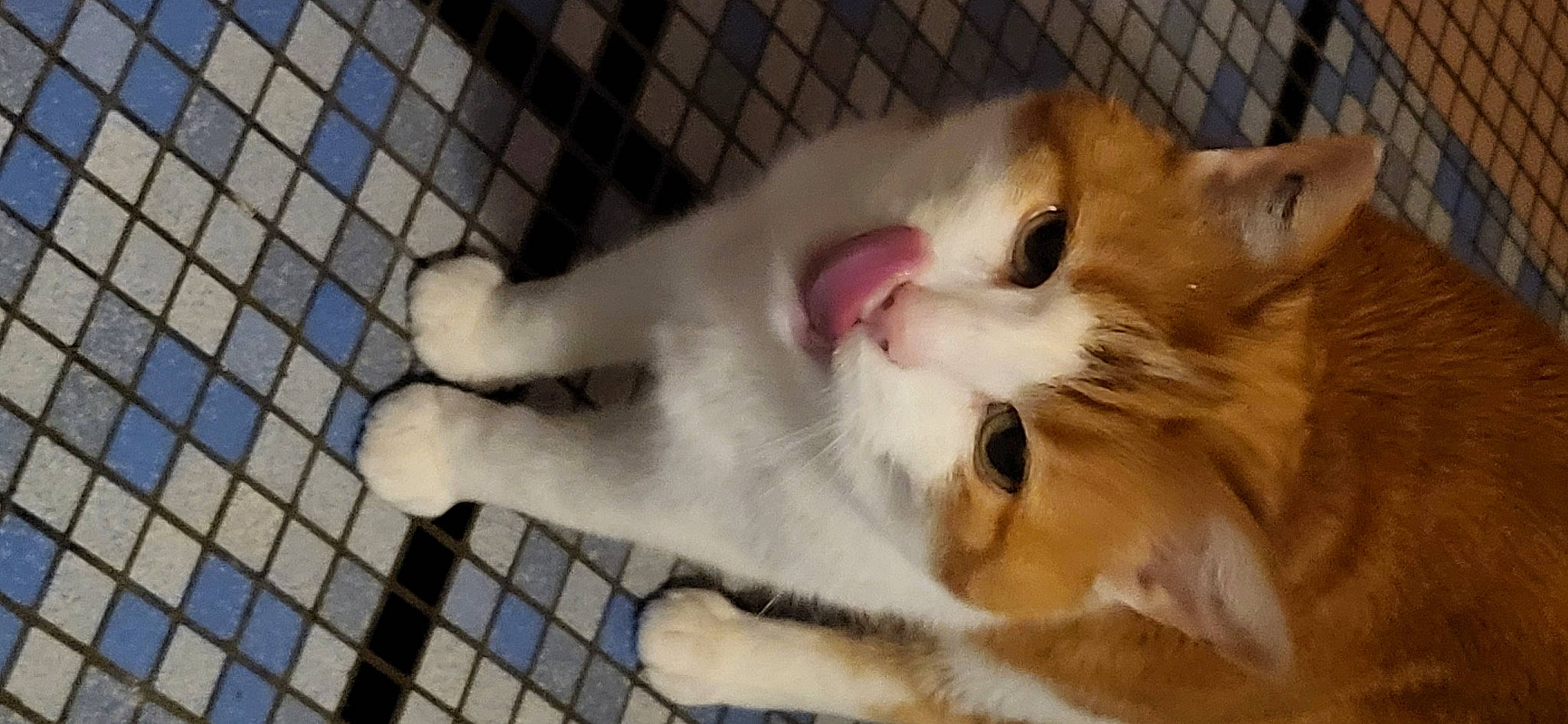 Bankaï a rejoint le concours — aidez-le/la à gagner de superbes lots ! animal_shelter, carnivore, cat, claw, domestic_short_haired_cat, felidae, fur, mesh, paw, pet_supply, small_to_medium_sized_cats, tail, whiskers