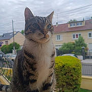 Yuta participe au concours pour gagner de l'argent avec cette photo : animal, bush, cat, cloudy_sky, curious, daytime, domestic, fence, fur, garden, green_eyes, house, mammal, outdoor, perched, pet, suburban, tabby, whiskers, windowsill