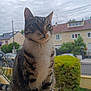 animal, bush, cat, cloudy_sky, curious, daytime, domestic, fence, fur, garden, green_eyes, house, mammal, outdoor, perched, pet, suburban, tabby, whiskers, windowsill