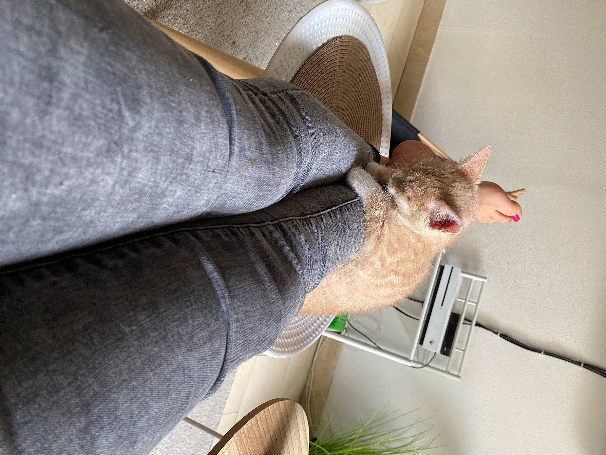 Ely a rejoint le concours — aidez-le/la à gagner de superbes lots ! carnivore, cat, ear, fawn, felidae, joint, leg, singapura, small_to_medium_sized_cats, tail, whiskers