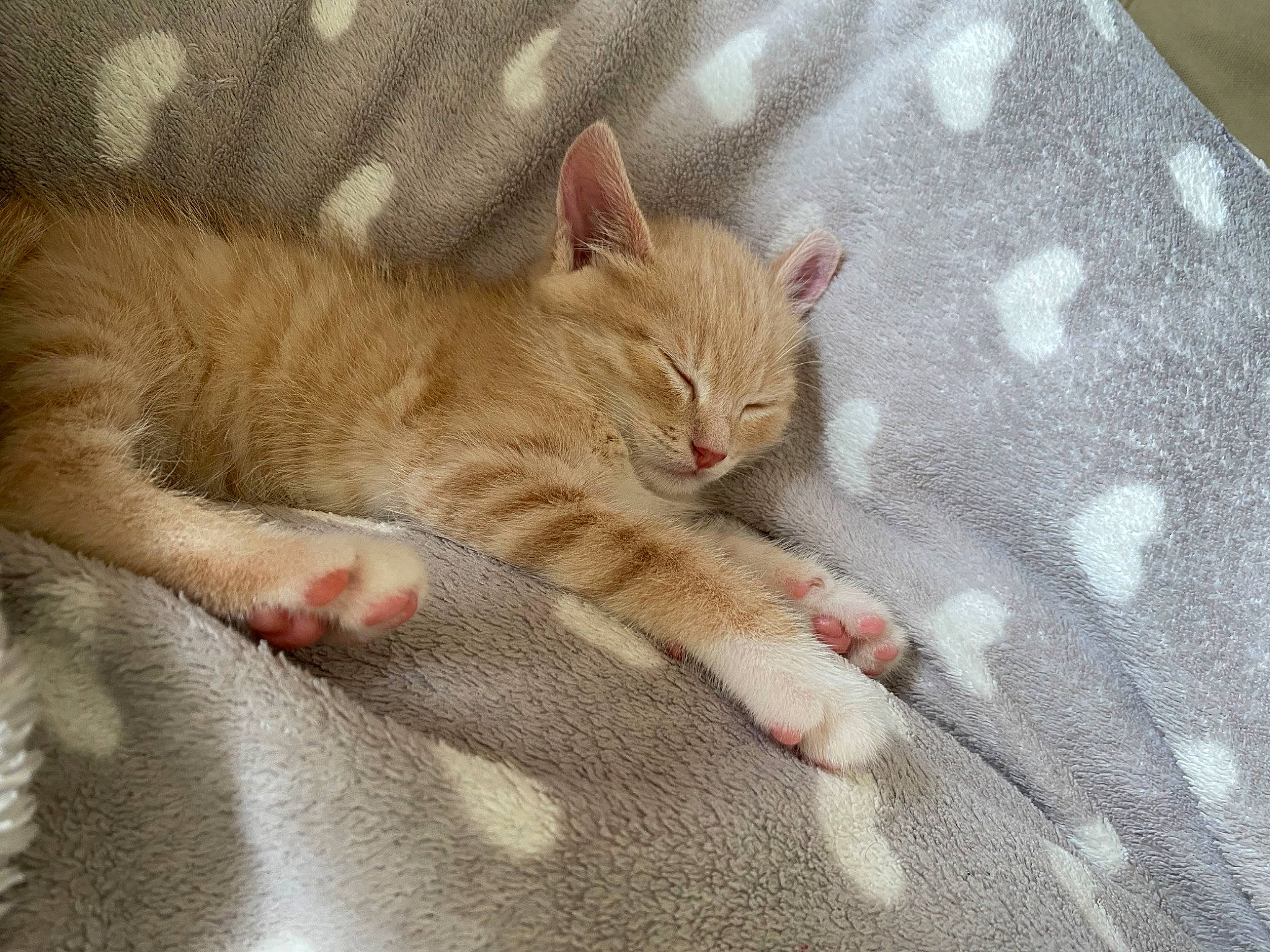 Ely a rejoint le concours — aidez-le/la à gagner de superbes lots ! aegean_cat, arabian_mau, carnivore, cat, claw, domestic_short_haired_cat, european_shorthair, eye, fawn, felidae, german_rex, kitten, mammal, ojos_azules, paw, polydactyl_cat, small_to_medium_sized_cats, tabby_cat, tail, whiskers