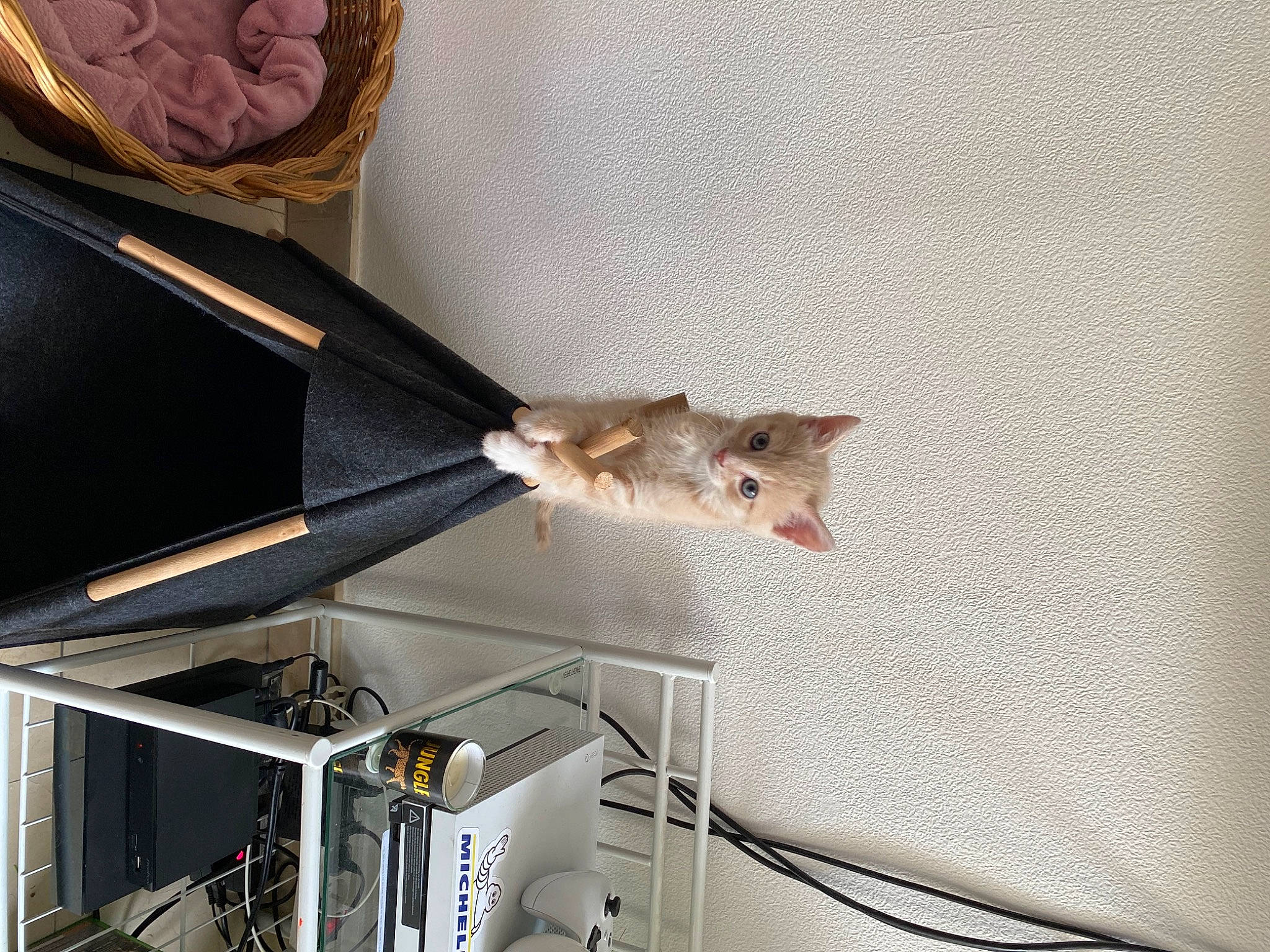 Ely a rejoint le concours — aidez-le/la à gagner de superbes lots ! cat, felidae, mouse, muridae, muroidea, pest, rat, small_to_medium_sized_cats, whiskers