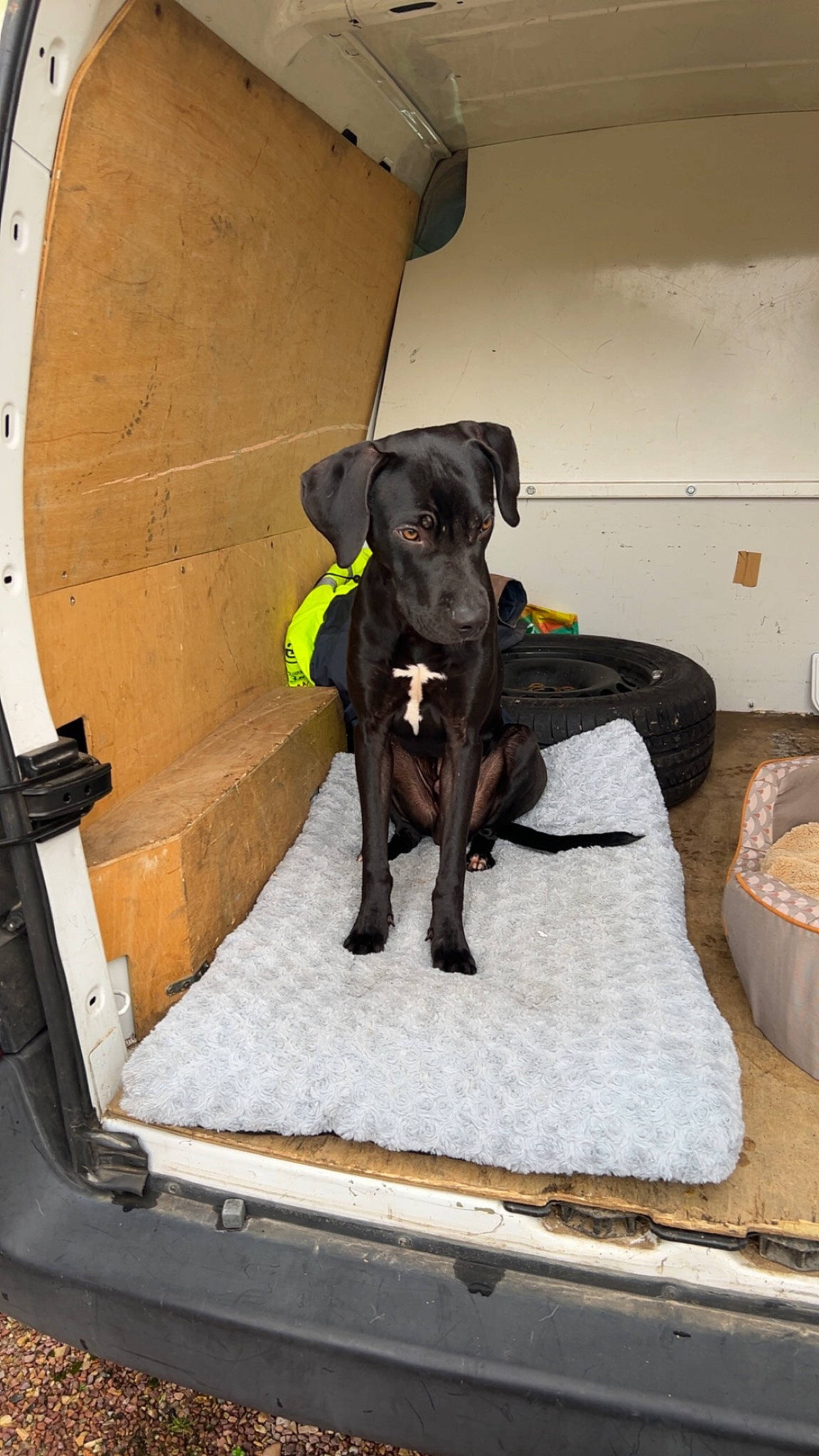 Hulk a rejoint le concours — aidez-le/la à gagner de superbes lots ! borador, canidae, carnivore, collar, companion_dog, dog, dog_breed, dog_collar, dog_supply, fawn, guard_dog, gun_dog, liver, pet_supply, snout, sporting_group, tail, vehicle_door, windshield, working_animal