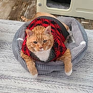 Mr. Knibbs is registered to the contest to win money with this photo: cat, orange_tabby, pet_bed, sweater, red, black, gray, indoor, floor, rug, pet_house, fur, whiskers, ears, paws, relaxed, cozy, animal, cute, domestic