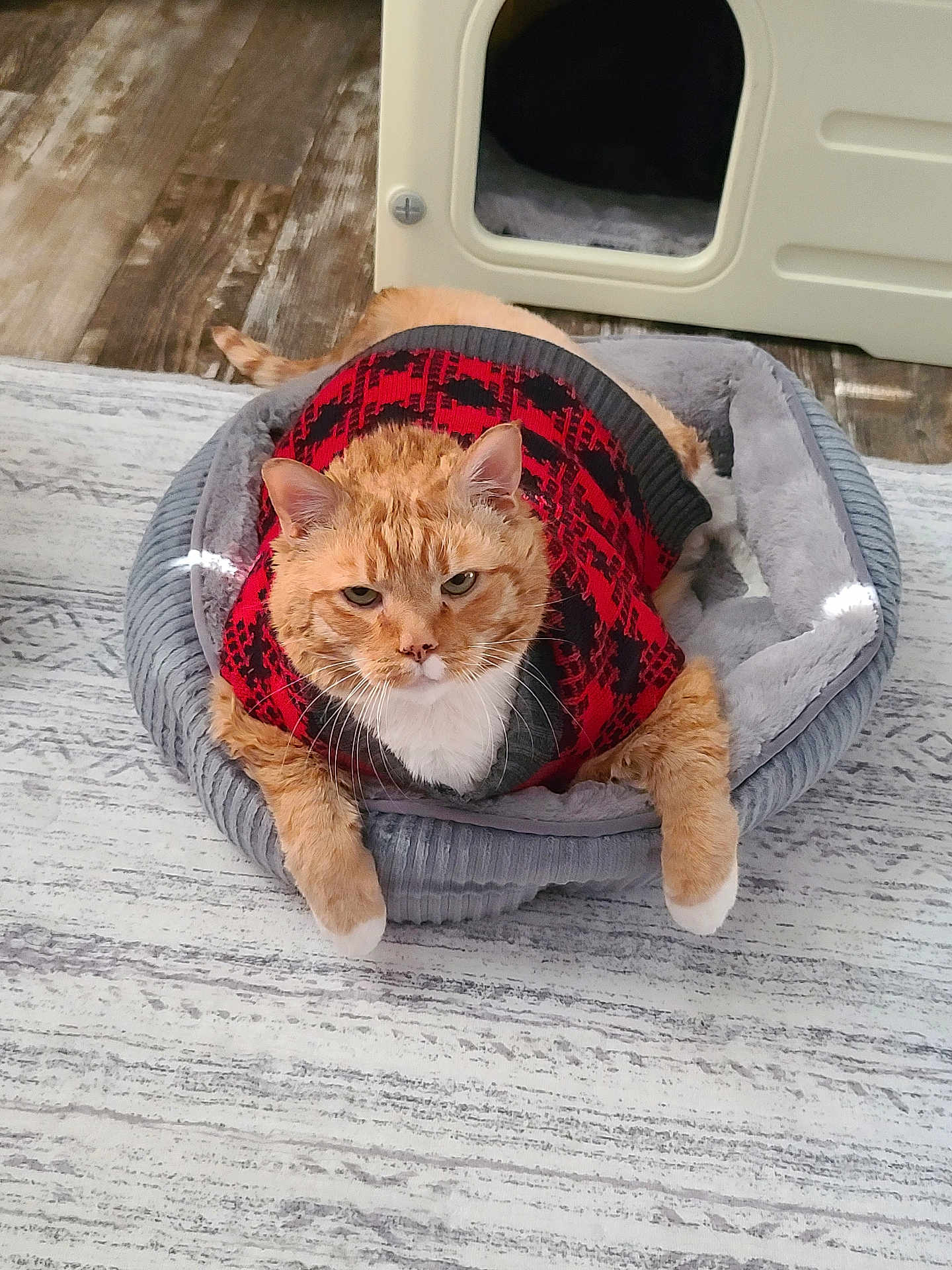 Mr. Knibbs is registered to the contest to win money with this photo: cat, orange_tabby, pet_bed, sweater, red, black, gray, indoor, floor, rug, pet_house, fur, whiskers, ears, paws, relaxed, cozy, animal, cute, domestic