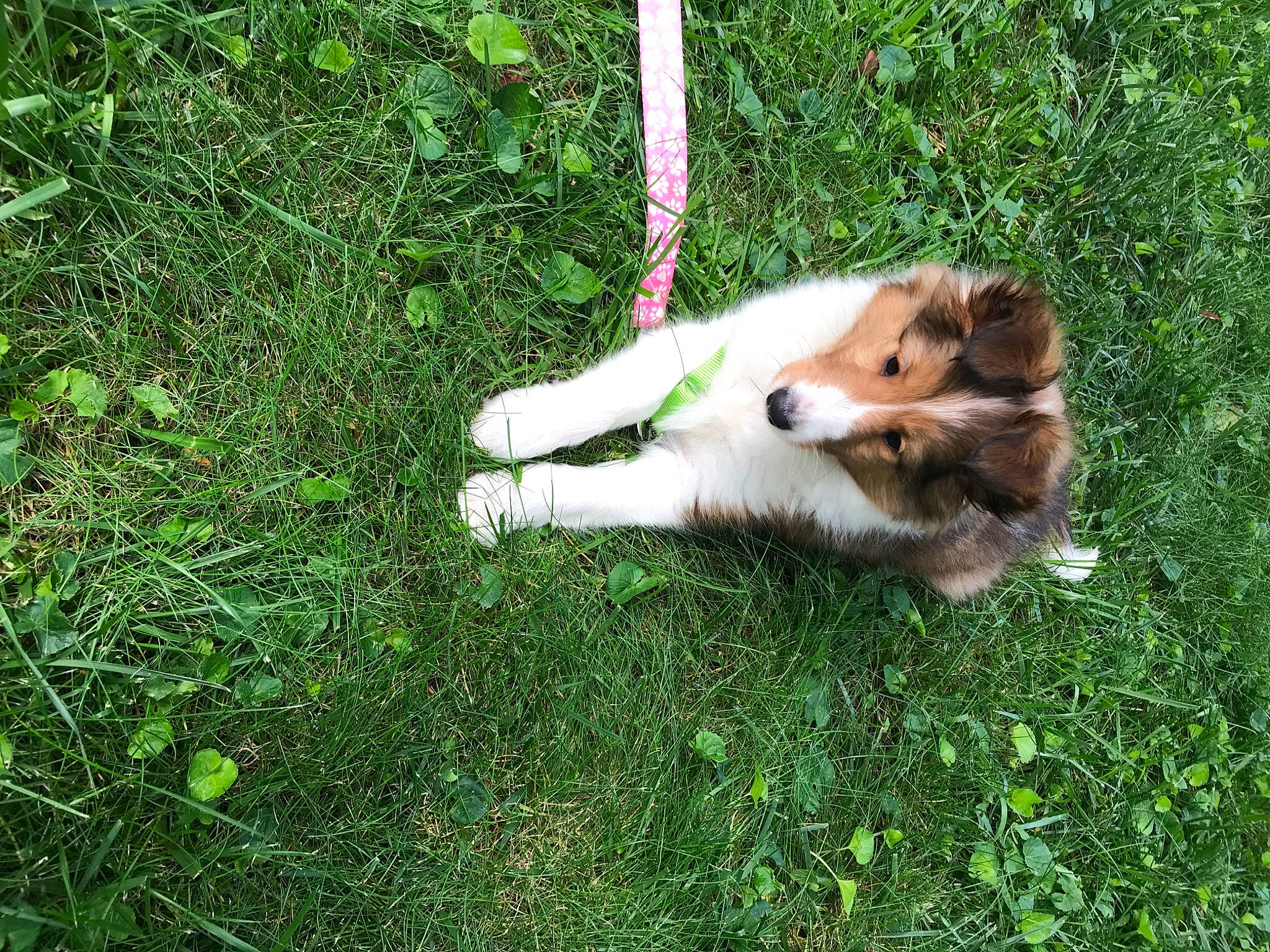 Ginger Rose is registered to the contest to win money with this photo: carnivore, collie, companion_dog, dog, dog_breed, fawn, felidae, german_spitz_klein, german_spitz_mittel, grass, herding_dog, lawn, plant, pomeranian, rough_collie, scotch_collie, shetland_sheepdog, spitz, sporting_group, tail