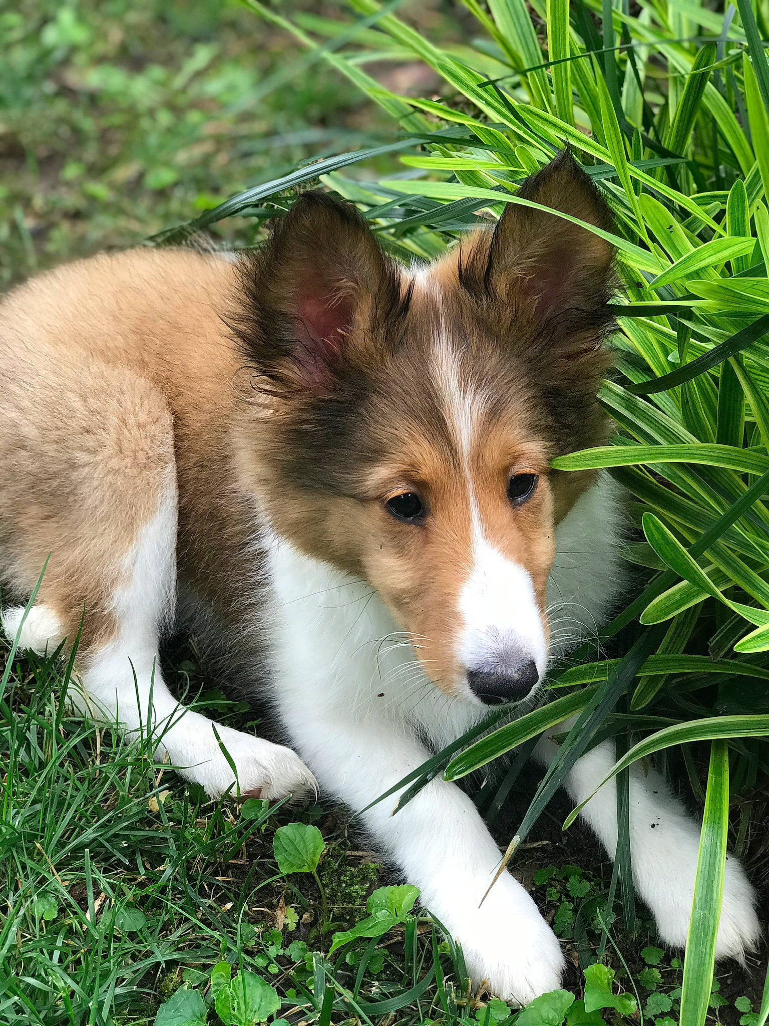 Ginger Rose is registered to the contest to win money with this photo: carnivore, companion_dog, dog, dog_breed, fur, grass, plant, sporting_group, tail, terrestrial_animal, terrestrial_plant, whiskers, wildlife