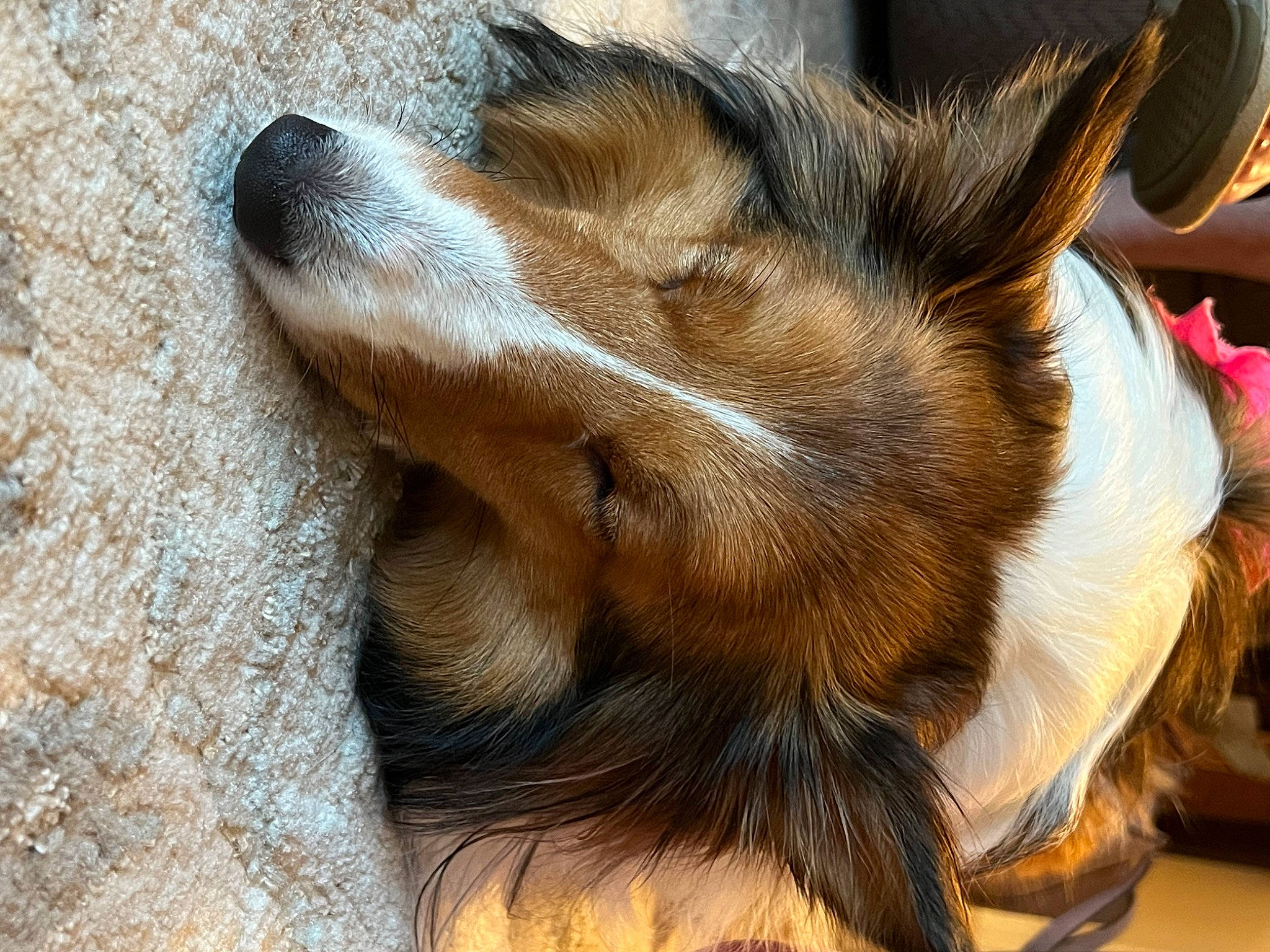 Ginger Rose joined the competition — help win amazing prizes! canidae, carnivore, claw, companion_dog, dog, dog_breed, ear, fawn, felidae, fur, herding_dog, liver, nap, paw, small_to_medium_sized_cats, snout, sporting_group, terrestrial_animal, whiskers, working_animal