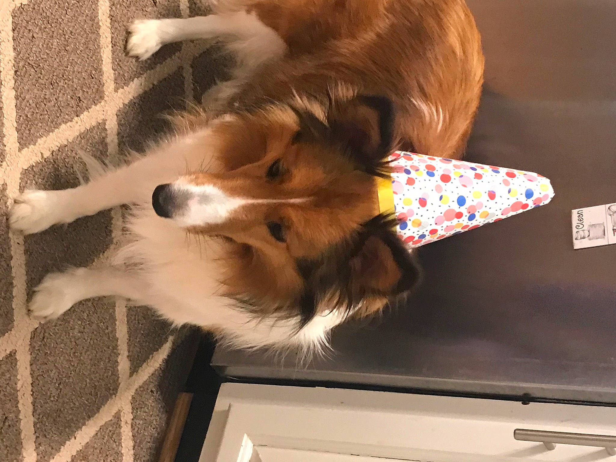 Ginger Rose is registered to the contest to win money with this photo: canidae, carnivore, companion_dog, dog, dog_breed, fawn, felidae, fur, herding_dog, mesh, paw, pomeranian, scotch_collie, small_to_medium_sized_cats, sporting_group, tail, tints_and_shades, toy_dog, whiskers, wood