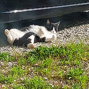 Dexter a rejoint le concours — aidez-le/la à gagner de superbes lots ! alloywheel, animal, car, carwheel, cat, grass, gravel, kitten, lawn, machine, manx, path, pet, plant, road, spoke, tire, transportation, vehicle, wheel