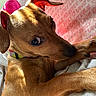 dog, pet, brown_fur, bed, blanket, pink_pattern, collar, close_up, sunlight, indoor, resting, curious, animal, cute, young_dog, paw, ears, fur_texture, looking, relaxed