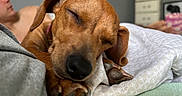 Hazel is registered to the contest to win money with this photo: dog, sleeping, close_up, brown_dog, paw, blanket, indoor, bedroom, human, blurred_background, cozy, relaxed, resting, canine, pet, nap, soft_light, domestic, companion, warm