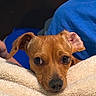 Hazel joined the competition — help win amazing prizes! dog, brown_dog, pet, blanket, cozy, indoor, close_up, curious, cute, animal, face, ears, fur, snout, person, blue_shirt, resting, comfort, soft, companion