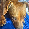 Hazel is registered to the contest to win money with this photo: dog, brown, pet, animal, closeup, face, ears, eyes, nose, collar, paw, blanket, blue, indoor, cozy, fur, looking_up, cute, small_dog, resting
