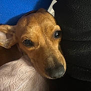 Hazel joined the competition — help win amazing prizes! dog, close_up, brown, pet, face, resting, cozy, fabric, blue, black, texture, animal, cute, indoor, snout, ears, fur, lying_down, calm, domestic
