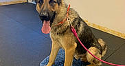 Charley joined the competition — help win amazing prizes! dog, german_shepherd, pet, indoor, leash, mat, floor, door, ear, tongue, animal, canine, obeying, sitting, happy, closeup, footwear, shoe, human, bright