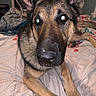 Charley is registered to the contest to win money with this photo: dog, german_shepherd, pet, animal, bed, blanket, indoor, fur, ears, nose, paw, eyes, flash, closeup, canine, muzzle, lying_down, home, curious, portrait