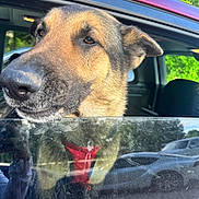 Charley is registered to the contest to win money with this photo: dog, german_shepherd, car, window, reflection, outdoor, animal, pet, vehicle, glass, nature, greenery, side_view, daylight, parked_car, canine, closeup, muzzle, fur, ears
