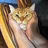 cat, ginger_cat, hands, face, squished_face, chair, wooden_chair, indoor, pet, feline, cute, whiskers, ears, close_up, person_hands, domestic_animal, fur, animal, comfort, expression