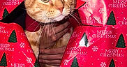 Hoku is registered to the contest to win money with this photo: cat, orange_tabby, christmas_wrapping_paper, holiday, festive, hand, pet, animal, cute, surprise, red, green, snowflake, pattern, indoor, whiskers, fur, face, closeup, celebration