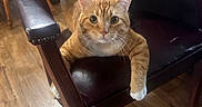 Hoku is registered to the contest to win money with this photo: animal, cat, chair, cozy, curious, cute, domestic, feline, furniture, home, indoor, leather_chair, looking, orange_tabby, paws, pet, relaxed, resting, whiskers, wooden_floor