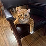 cat, orange_tabby, chair, leather_chair, wooden_floor, indoor, pet, feline, animal, curious, whiskers, paws, looking, resting, home, cozy, furniture, domestic, cute, relaxed