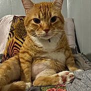 Hoku is registered to the contest to win money with this photo: cat, orange_tabby, pet, indoor, bed, paw, pink_paw_pads, fur, whiskers, feline, sitting, looking_at_camera, cozy, pillow, blanket, wall, relaxed, cute, animal, domestic_cat