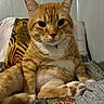 cat, orange_tabby, pet, indoor, bed, paw, pink_paw_pads, fur, whiskers, feline, sitting, looking_at_camera, cozy, pillow, blanket, wall, relaxed, cute, animal, domestic_cat