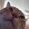 cat, close_up, orange_cat, whiskers, nose, eyes, feline, indoor, ceiling, curtain, pet, animal, fur, portrait, looking_up, tabby, domestic_cat, face, close_range, whiskers_visible