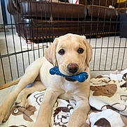 Georgia is registered to the contest to win money with this photo: puppy, dog, yellow_labrador, toy, blue_bone, blanket, cartoon_dogs, playpen, furniture, couch, indoor, carpet, pet, cute, animal, young_dog, looking_at_camera, resting, home, cozy