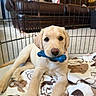 puppy, dog, yellow_labrador, toy, blue_bone, blanket, cartoon_dogs, playpen, furniture, couch, indoor, carpet, pet, cute, animal, young_dog, looking_at_camera, resting, home, cozy