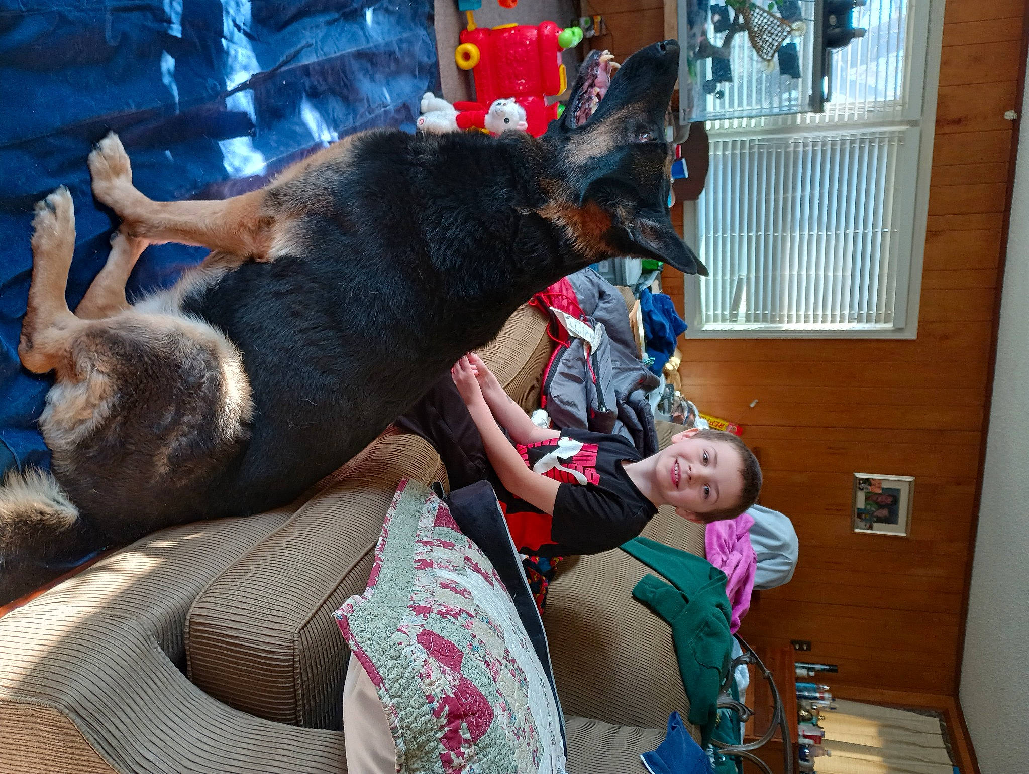 Evan joined the competition — help win amazing prizes! canidae, carnivore, comfort, companion_dog, dog, dog_breed, ear, event, fawn, fun, fur, guard_dog, joy, person, sporting_group, tree, working_animal