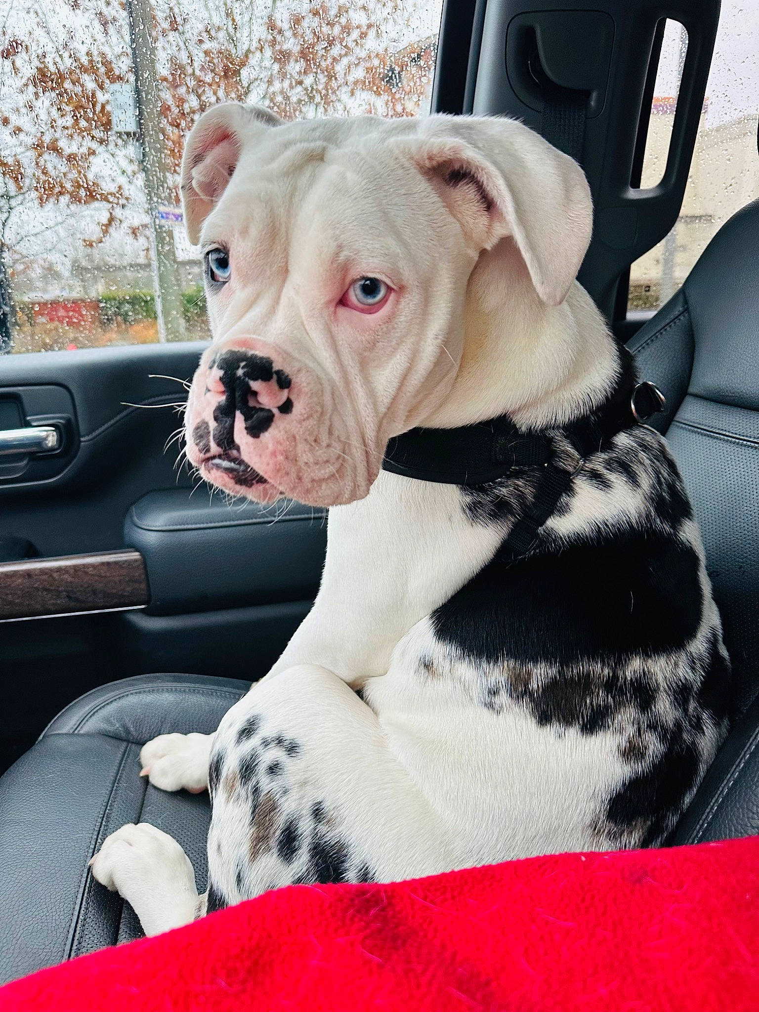 Aria is registered to the contest to win money with this photo: bulldog, canidae, car, car_seat, carnivore, collar, comfort, companion_dog, dog, dog_breed, dog_collar, fawn, fur, snout, sporting_group, vehicle, vehicle_door, window, windshield, working_animal