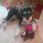 Ollie is registered to the contest to win money with this photo: animal, black_and_white, companion, cute, dog, domestic, ears, floor, fur, household, indoor, laying, living_room, paws, pet, playful, rug, stuffed_animal, tile, toy