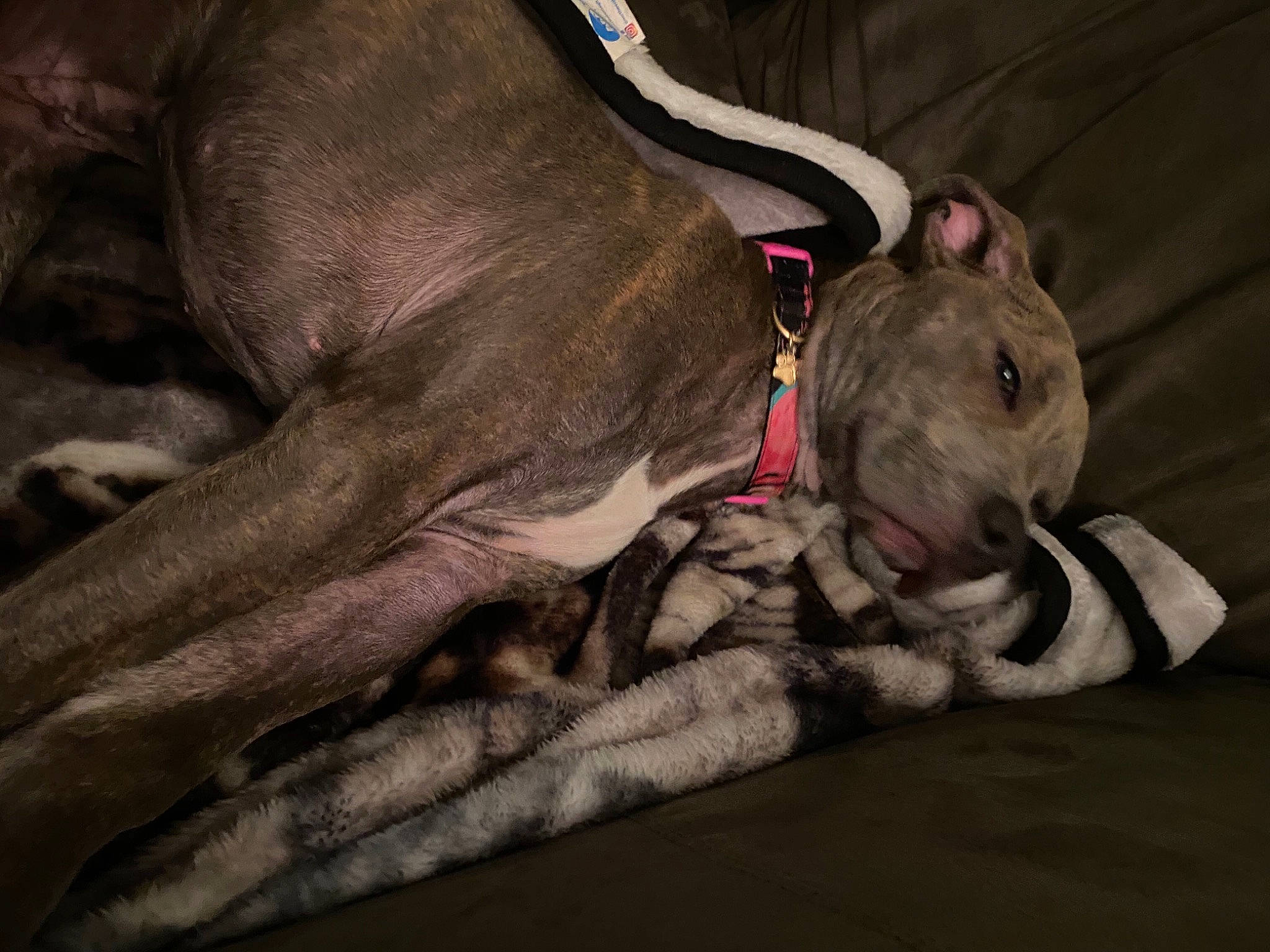 Shasu Mama joined the competition — help win amazing prizes! carnivore, collar, comfort, companion_dog, dog, dog_breed, dog_collar, dog_supply, fawn, felidae, grey, guard_dog, leash, paw, snout, sporting_group, tail, whiskers, working_animal, wrinkle