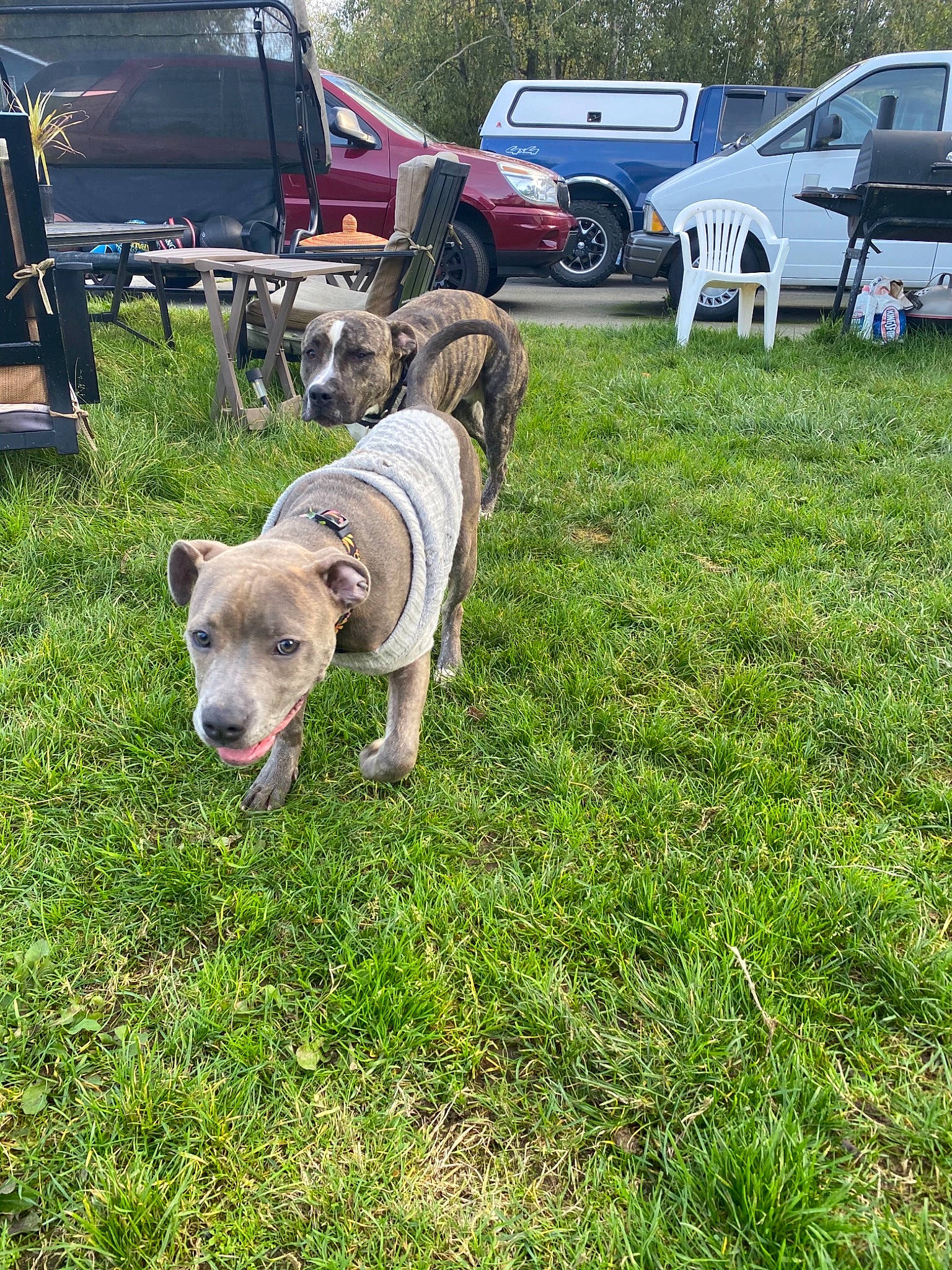 Shasu Mama is registered to the contest to win money with this photo: automotive_exterior, car, carnivore, chair, collar, companion_dog, dog, dog_breed, dog_collar, fawn, grass, leash, plant, tail, tire, truck, vehicle, wheel, window, working_animal