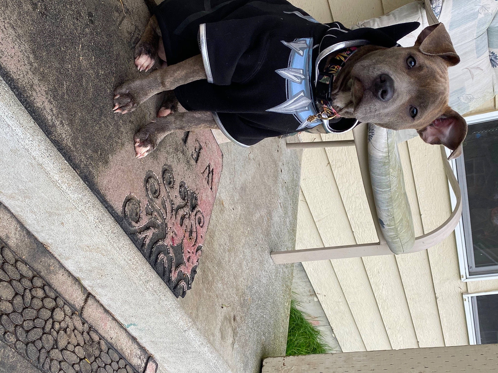 Shasu Mama joined the competition — help win amazing prizes! carnivore, collar, companion_dog, concrete, dog, dog_breed, dog_collar, dog_supply, door, fawn, grey, leash, pattern, recreation, road_surface, shadow, sidewalk, street_fashion, walking_shoe, working_animal