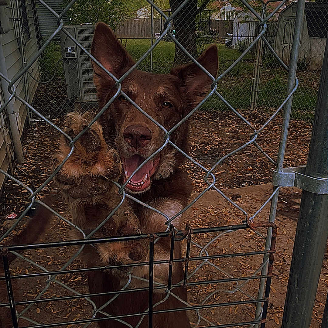Brownie is registered to the contest to win money with this photo: animal, backyard, brown_dog, canine, chain_link_fence, daytime, dog, fence, gate, happy, leaves, muddy_paw, nature, outdoor, paw, pet, playful, tongue_out, tree, yard