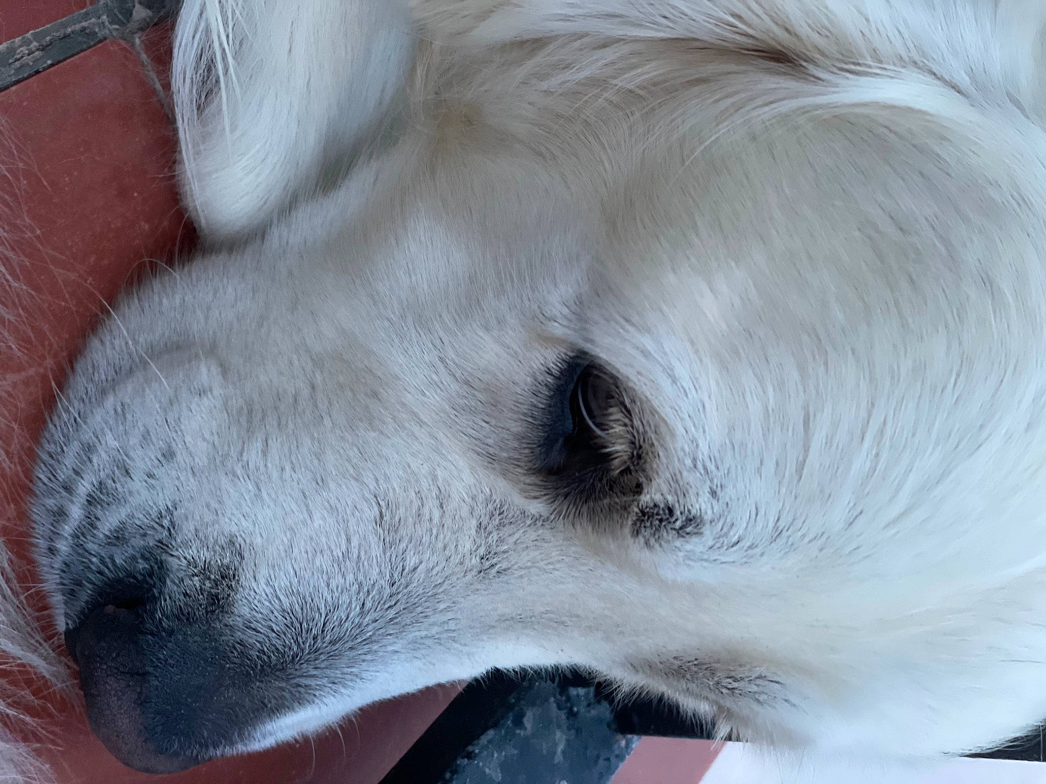 Popy a rejoint le concours — aidez-le/la à gagner de superbes lots ! canidae, carnivore, close_up, companion_dog, dog, dog_breed, eye, fawn, fur, head, human_body, jaw, non_sporting_group, pet_supply, snout, sporting_group, terrestrial_animal, whiskers, wildlife, working_animal