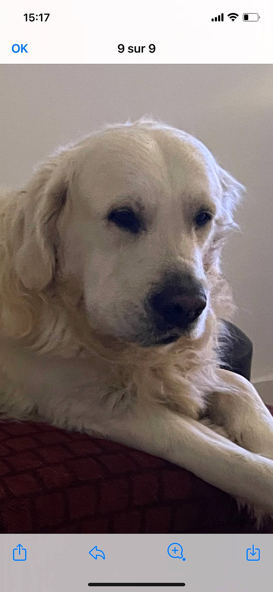 Popy participe au concours pour gagner de l'argent avec cette photo : bored, canidae, carnivore, chair, companion_dog, dog, dog_breed, eye, fawn, fur, polish_tatra_sheepdog, snout, sporting_group, whiskers