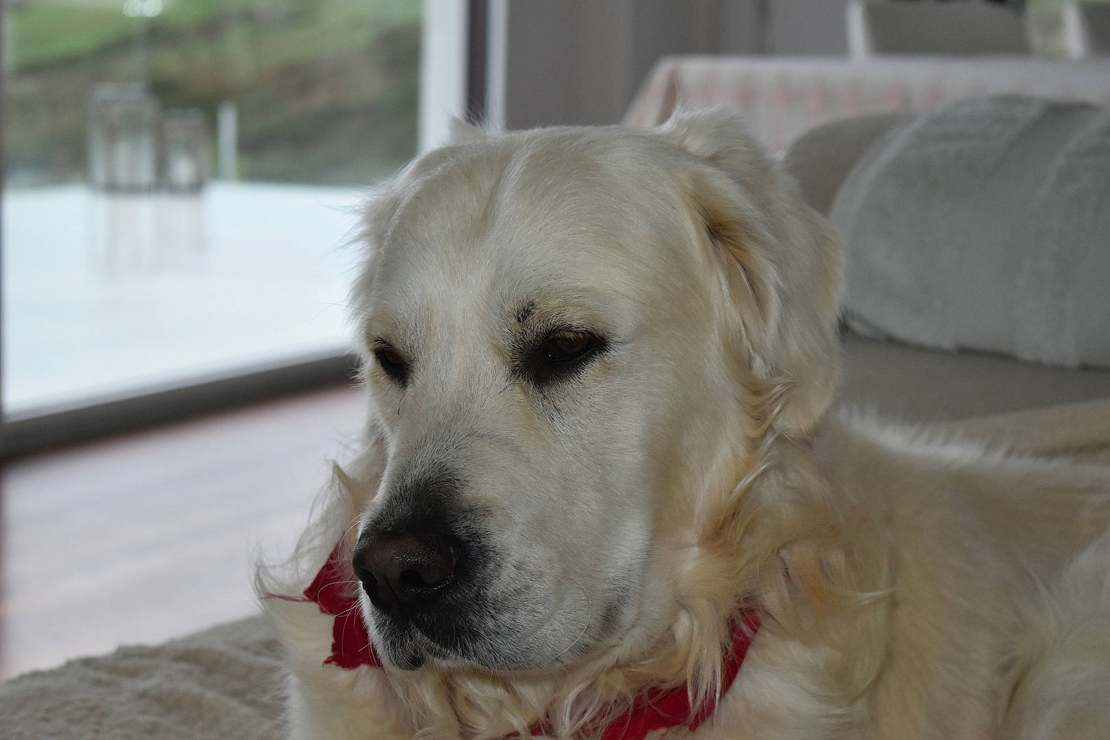 Popy a rejoint le concours — aidez-le/la à gagner de superbes lots ! akbash_dog, canidae, carnivore, companion_dog, dog, dog_breed, fawn, fur, gun_dog, labrador_retriever, livestock_guardian_dog, pet_supply, polish_tatra_sheepdog, puppy, retriever, snout, sporting_group, terrestrial_animal, whiskers, working_animal