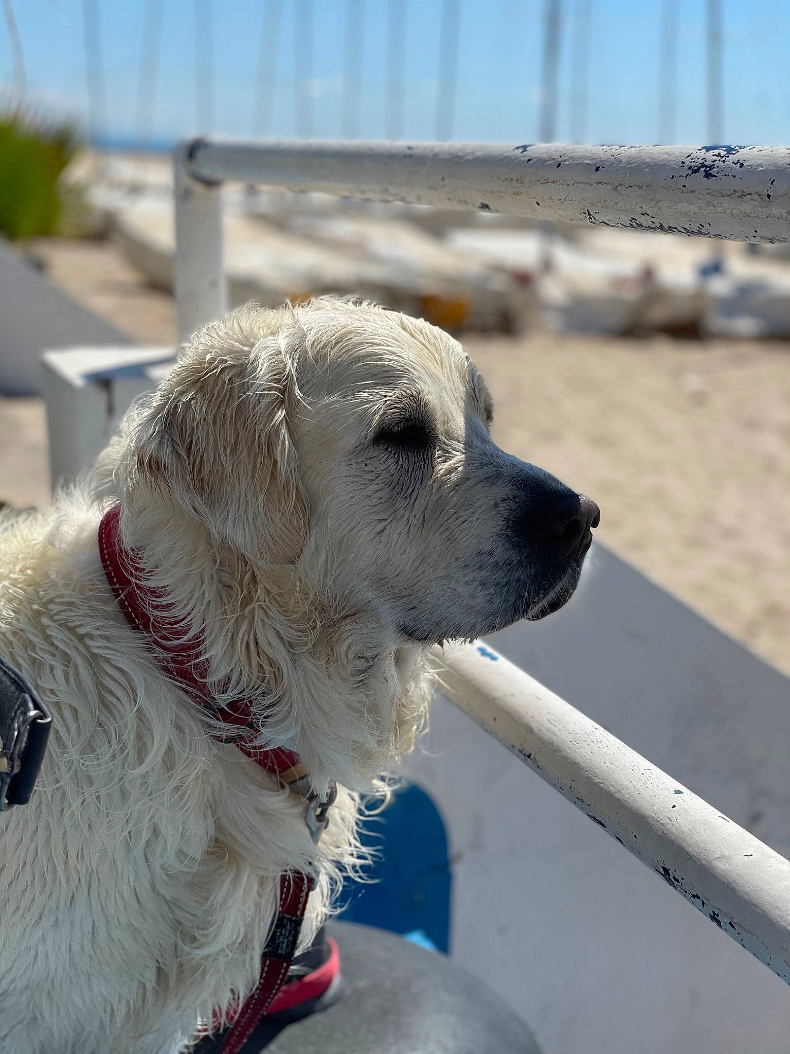 Popy a rejoint le concours — aidez-le/la à gagner de superbes lots ! canidae, carnivore, collar, companion_dog, dog, dog_breed, dog_collar, dog_supply, fawn, fence, fur, leash, pet_supply, sky, snout, sporting_group, whiskers, wood, working_animal, working_dog