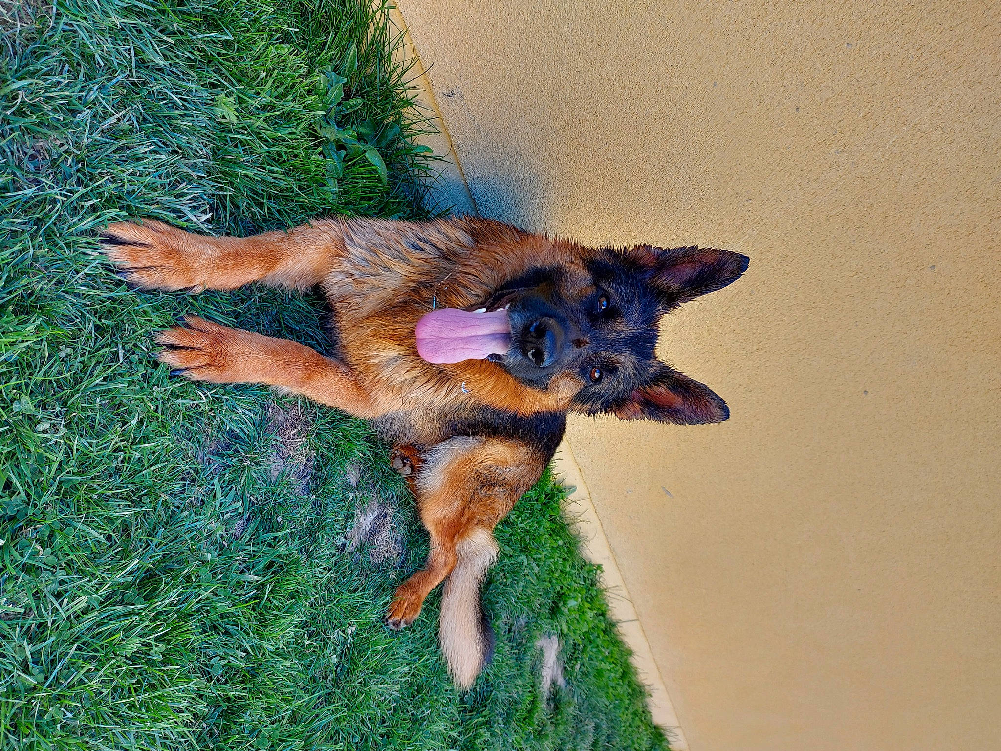 Norton participe au concours pour gagner de l'argent avec cette photo : canidae, carnivore, companion_dog, dog, dog_breed, electric_blue, fawn, fox, fur, grass, groundcover, plant, red_fox, sporting_group, tail, terrestrial_animal, whiskers, working_dog