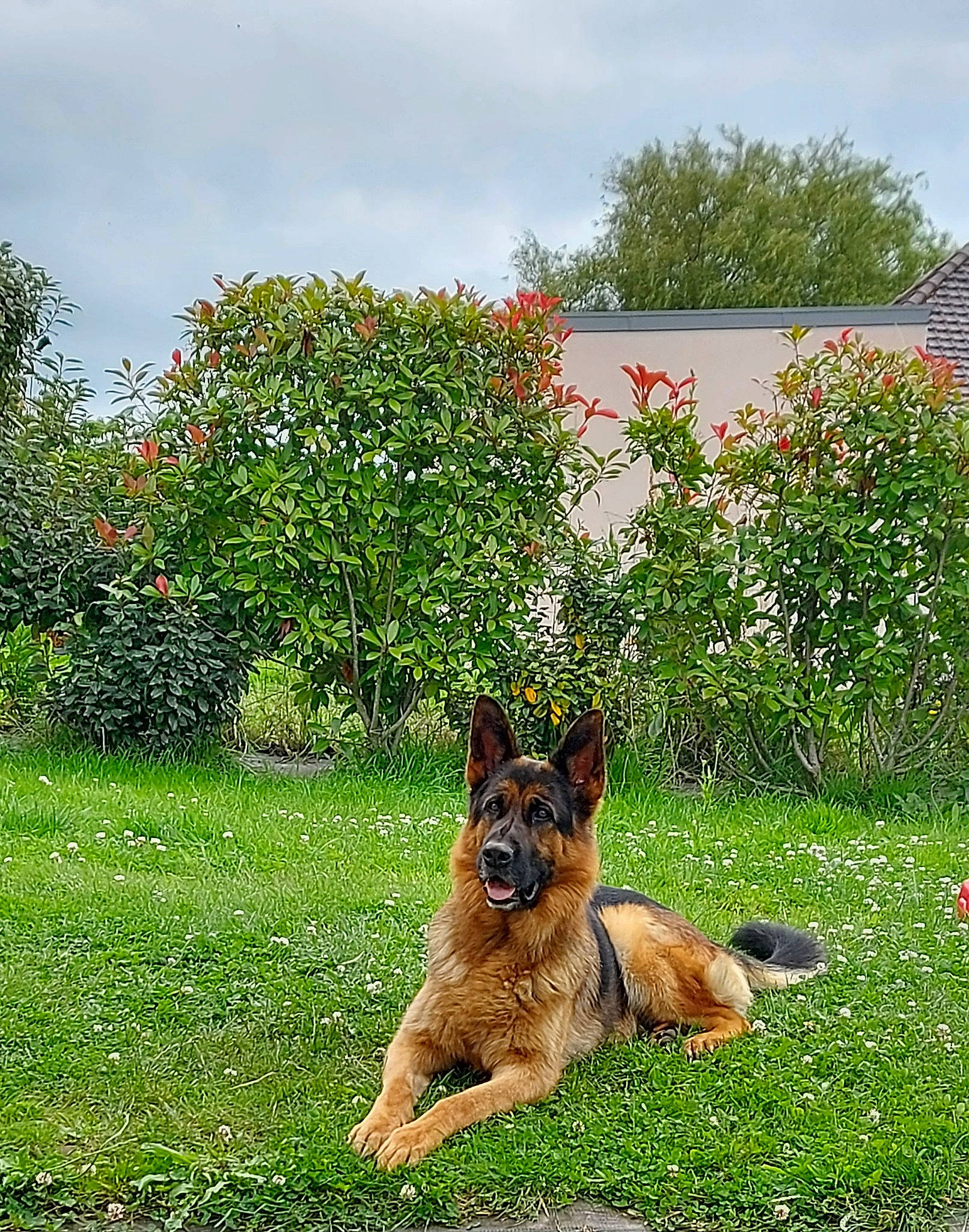 Norton a rejoint le concours — aidez-le/la à gagner de superbes lots ! carnivore, cloud, companion_dog, dog, dog_breed, flower, german_shepherd_dog, grass, grassland, groundcover, herding_dog, landscape, meadow, plant, plant_community, shrub, sky, snout, tree, vegetation