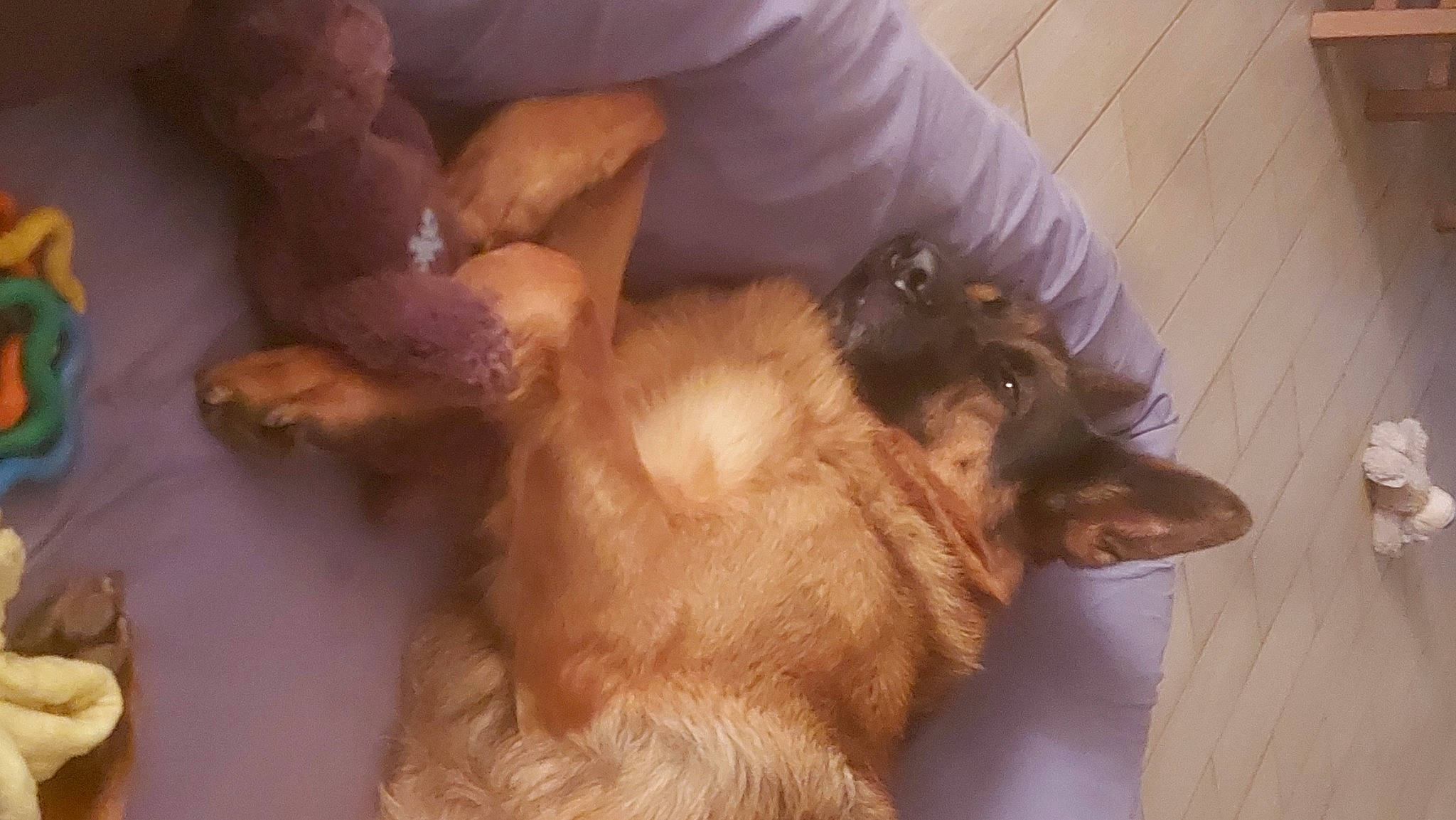 Norton a rejoint le concours — aidez-le/la à gagner de superbes lots ! canidae, carnivore, comfort, companion_dog, dog, dog_breed, ear, fawn, felidae, fur, gesture, hardwood, liver, paw, small_to_medium_sized_cats, sporting_group, tail, whiskers, wood, working_animal