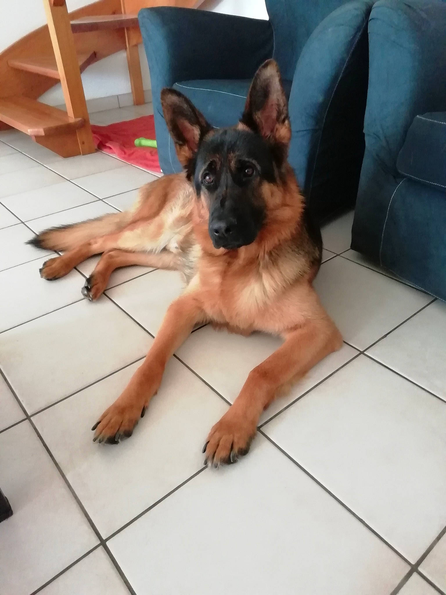 Norton participe au concours pour gagner de l'argent avec cette photo : carnivore, comfort, companion_dog, dog, dog_breed, fawn, floor, flooring, foot, german_shepherd_dog, hardwood, herding_dog, human_leg, old_german_shepherd_dog, paw, snout, sporting_group, wood, working_animal, working_dog