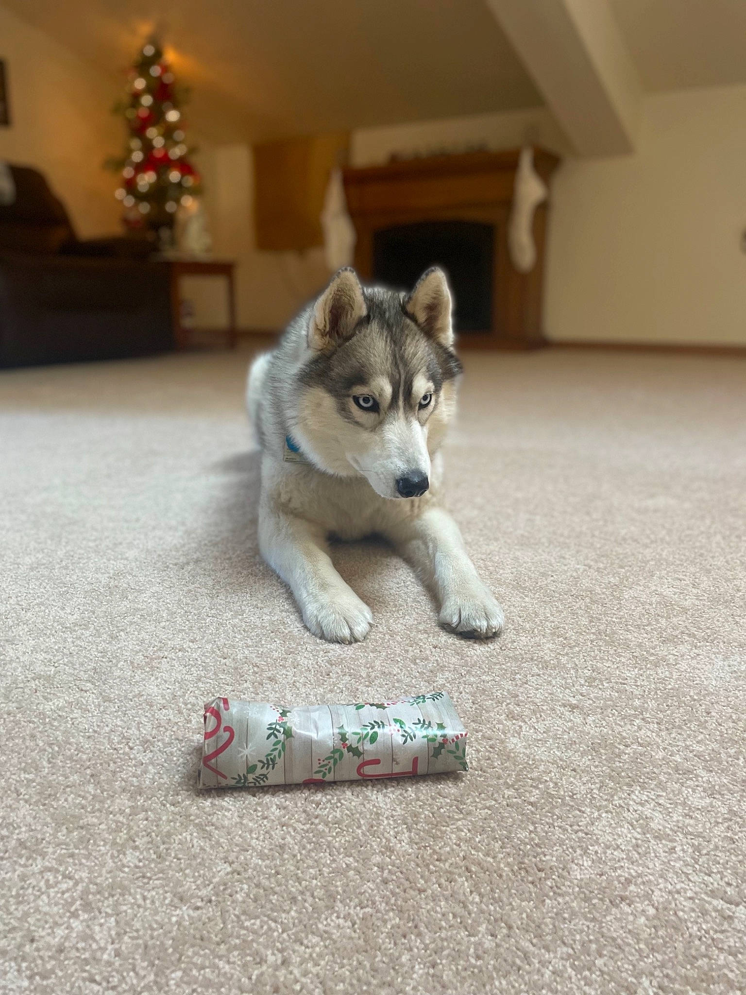 Shakita joined the competition — help win amazing prizes! asphalt, carnivore, companion_dog, dog, dog_breed, fawn, felidae, floor, flooring, grass, grey, road_surface, siberian_husky, sled_dog, small_to_medium_sized_cats, snout, sporting_group, tail, whiskers, wood